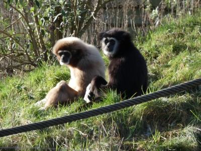 White-handed gibbon - De Zonnegloed - Animal park - Animal refuge centre 